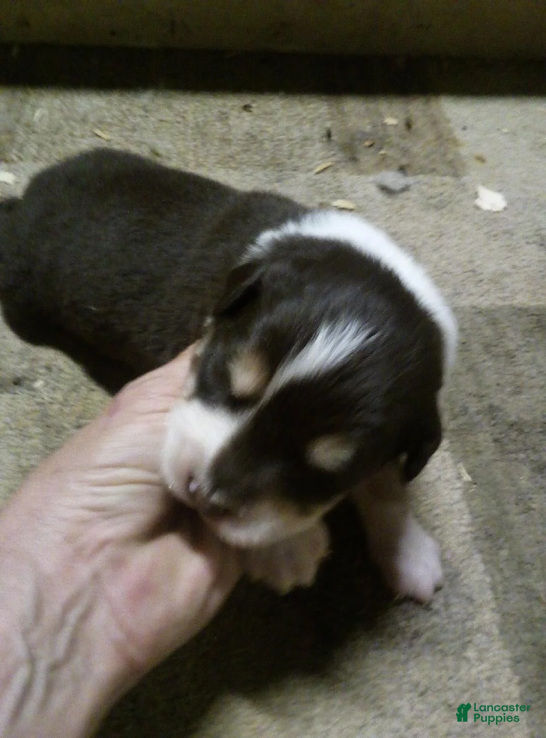 Australian Shepherd dogs for sale: Austin - Ad 1