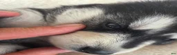 Siberian Husky dogs for sale: Gage - Ad 12