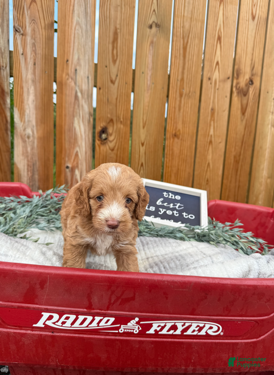 Cockapoo dogs Blakely - Ad 2