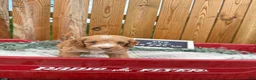 Cockapoo dogs for sale: Blakely - Ad 2