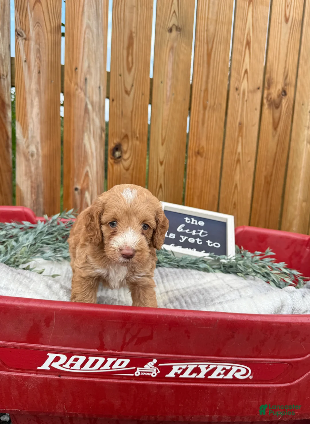 Cockapoo dogs for sale: Blakely - Ad 2