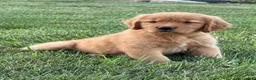 Golden Retriever dogs for sale: Lily - Ad 5