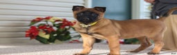 Belgian Malinois dogs for sale: Ginger - Ad 9