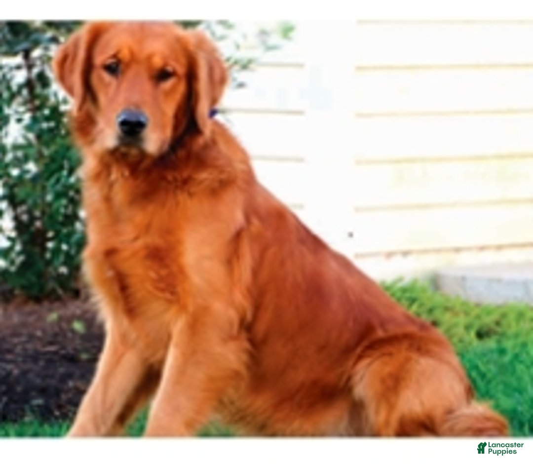 Golden Retriever dogs for sale: Velvet  - Ad 4