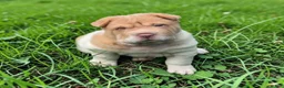 Shar Pei dogs for sale: Leo lilac flower brush mini - Ad 11