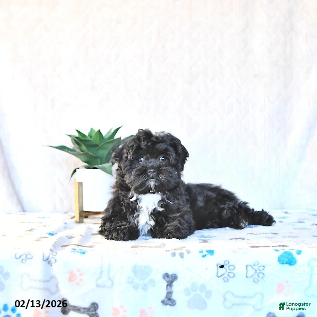 Shihpoo dogs for sale: Jackie - Ad 4