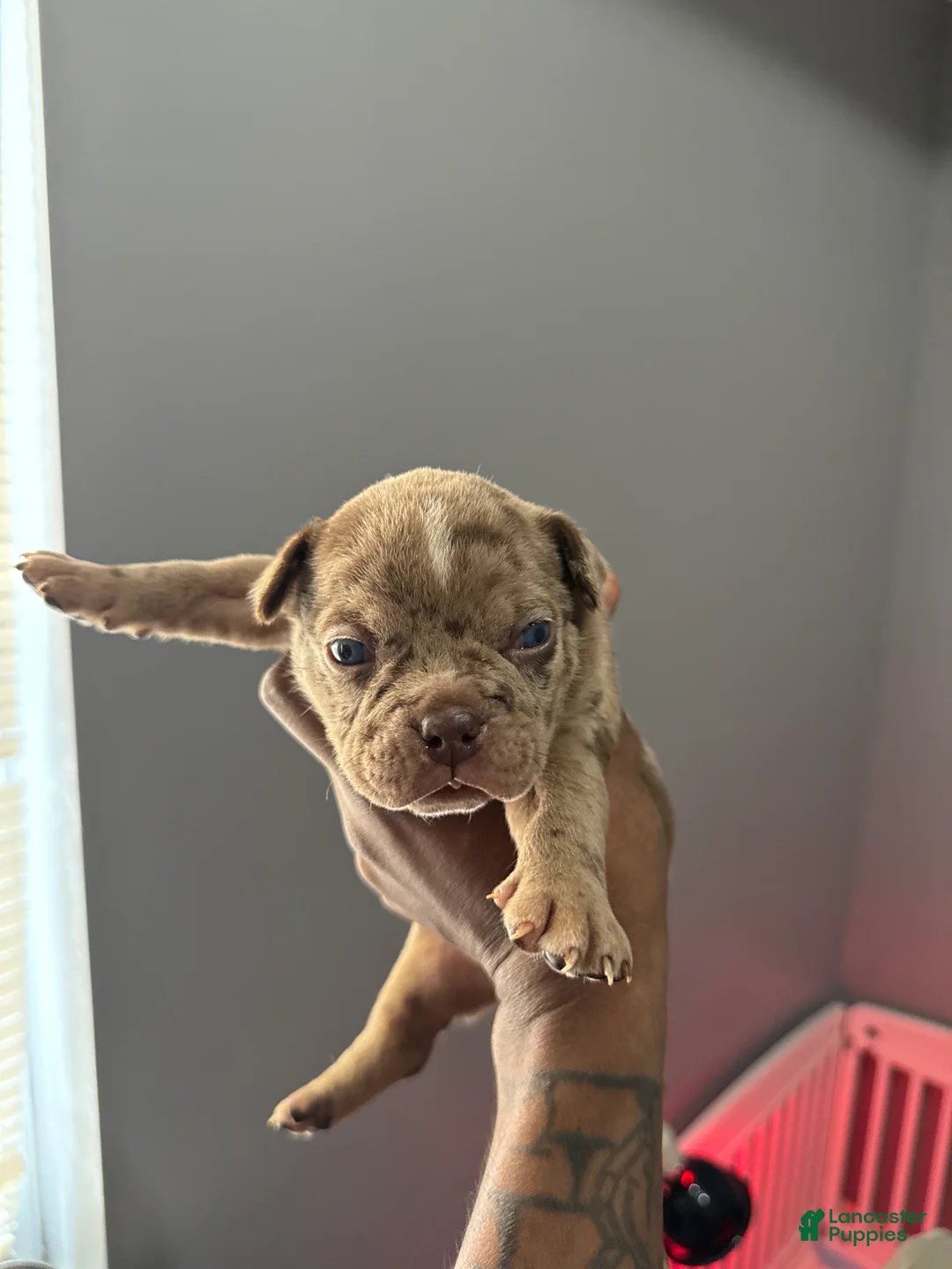 American Bully dogs for sale: American Bully Puppy 4 - Ad 1