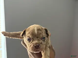 American Bully dogs American Bully Puppy 4 - Ad 1