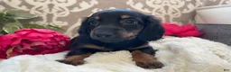 Miniature Dachshund dogs for sale: Callie - Ad 14