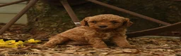Goldendoodle dogs for sale: Honey - Ad 3