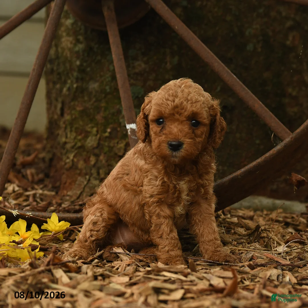 Goldendoodle dogs for sale: Honey - Ad 3
