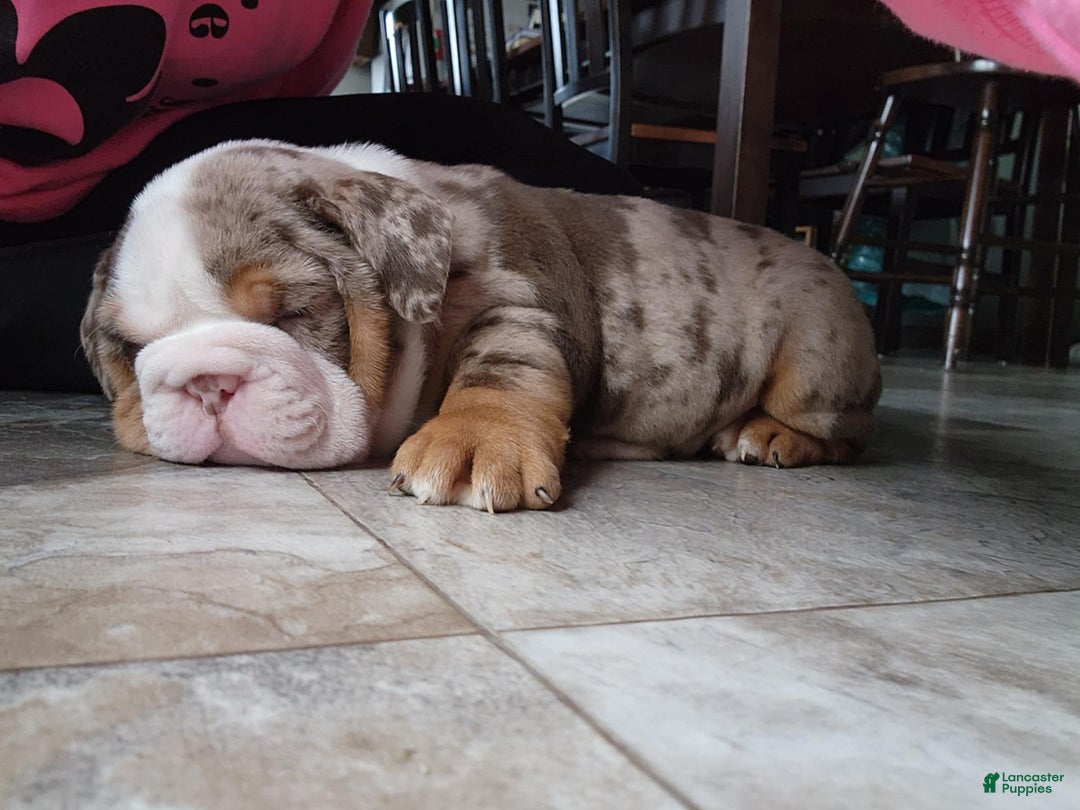 English Bulldog dogs for sale: Frisco - Ad 23