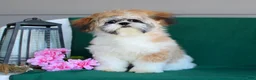 Shih Tzu dogs for sale: Happy AKC - Ad 6