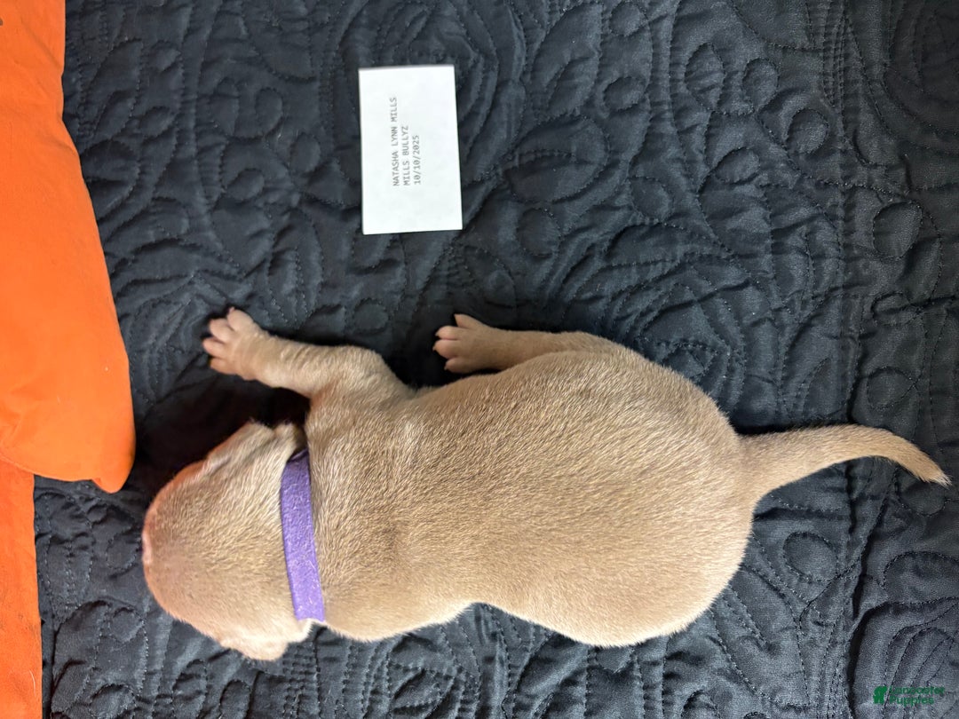 American Bully dogs for sale: Poe - Ad 7