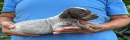 German Shorthaired Pointer dogs for sale: German Shorthaired Pointer Female 2 - Ad 4
