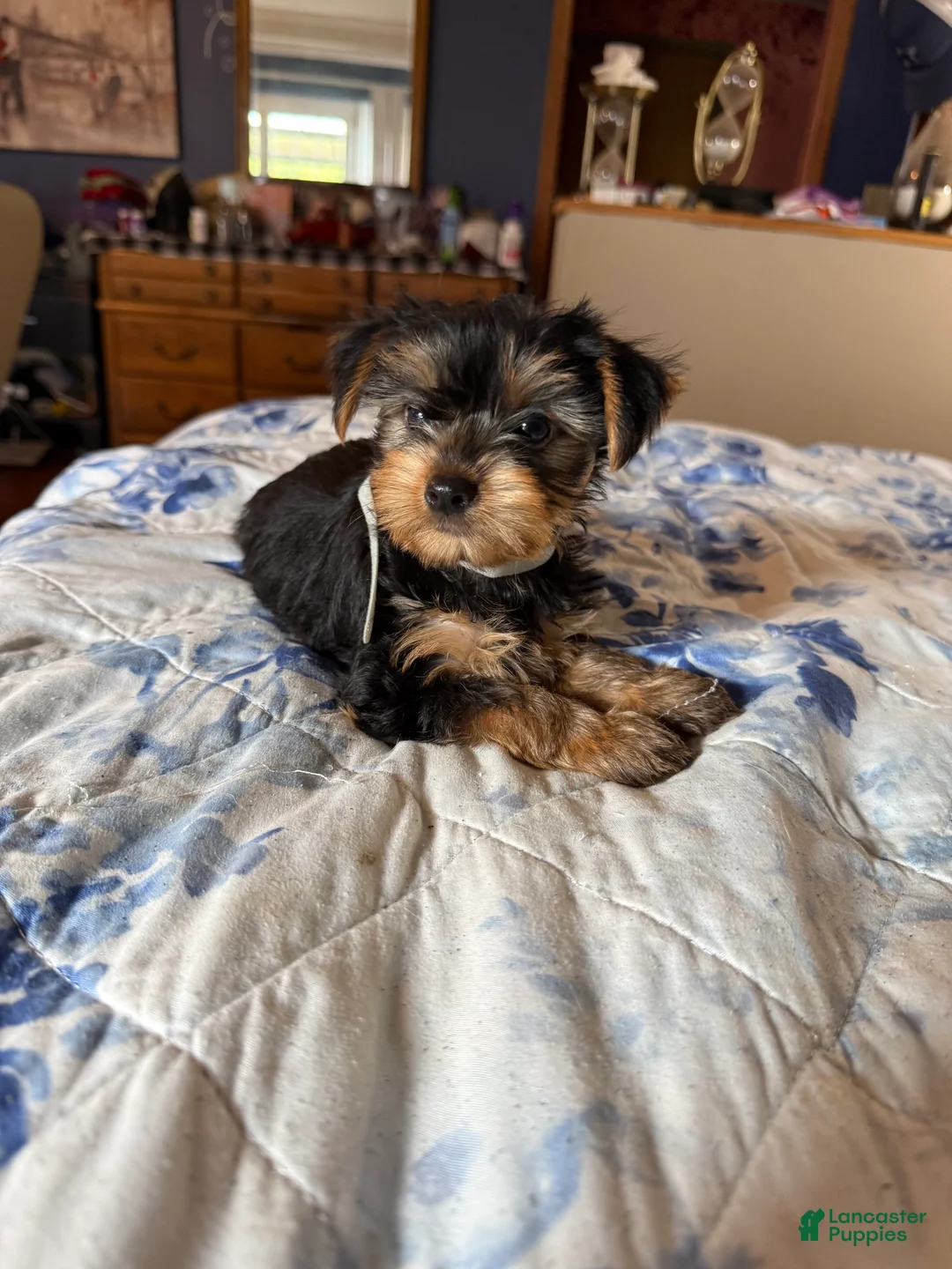 Yorkshire Terrier dogs for sale: Tiny Goliath  - Ad 1