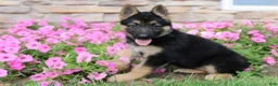 German Shepherd dogs for sale: Hazel - Ad 6