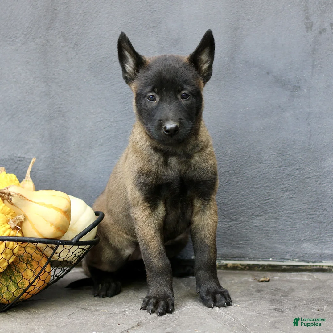 Belgian Malinois dogs for sale: Rosie  - Ad 2