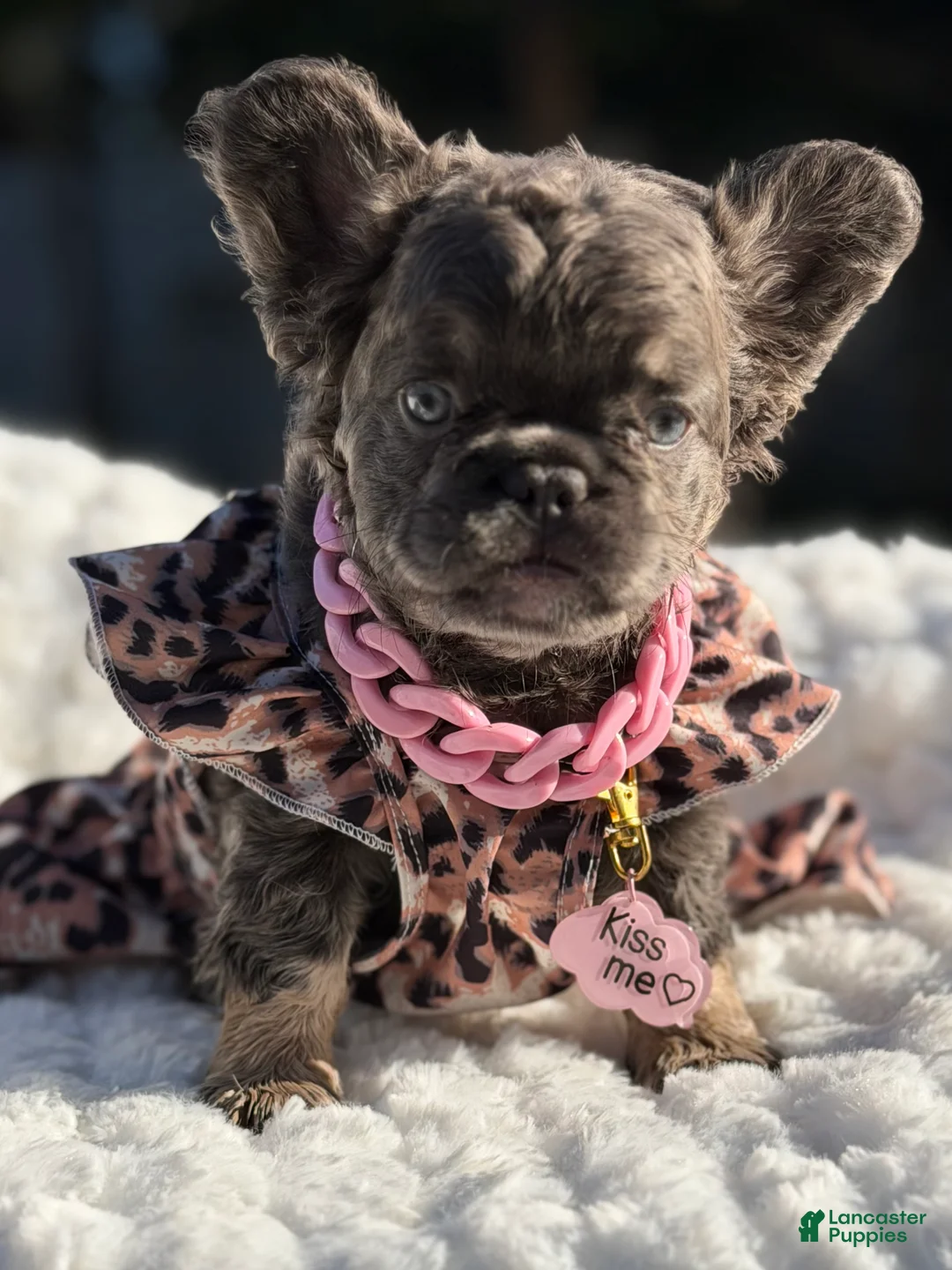 French Bulldog dogs for sale: Miss Glitz - Ad 2