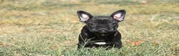 French Bulldog dogs for sale: French Bulldog 5 - Ad 3