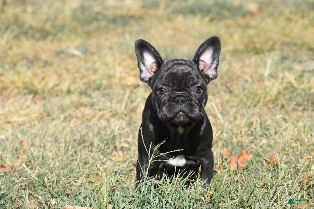 French Bulldog dogs for sale: French Bulldog 5 - Ad 3
