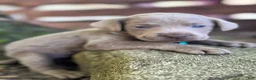Labrador Retriever dogs for sale: Labrador Retriever 1 - Ad 15