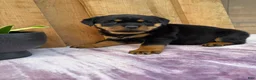 Rottweiler dogs for sale: Stella - Ad 17