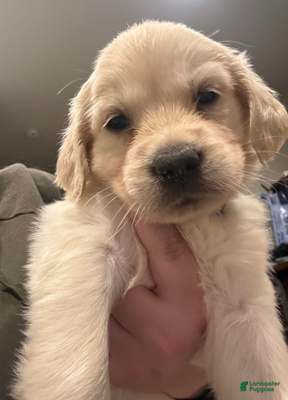 Golden Retriever dogs Geen boy - Ad 1