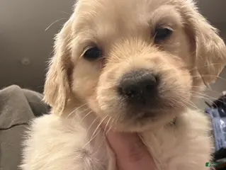 Golden Retriever dogs for sale: Geen boy - Ad 2