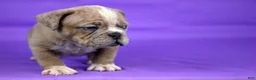 American Bully dogs for sale: Fawn Merle Female - Ad 5