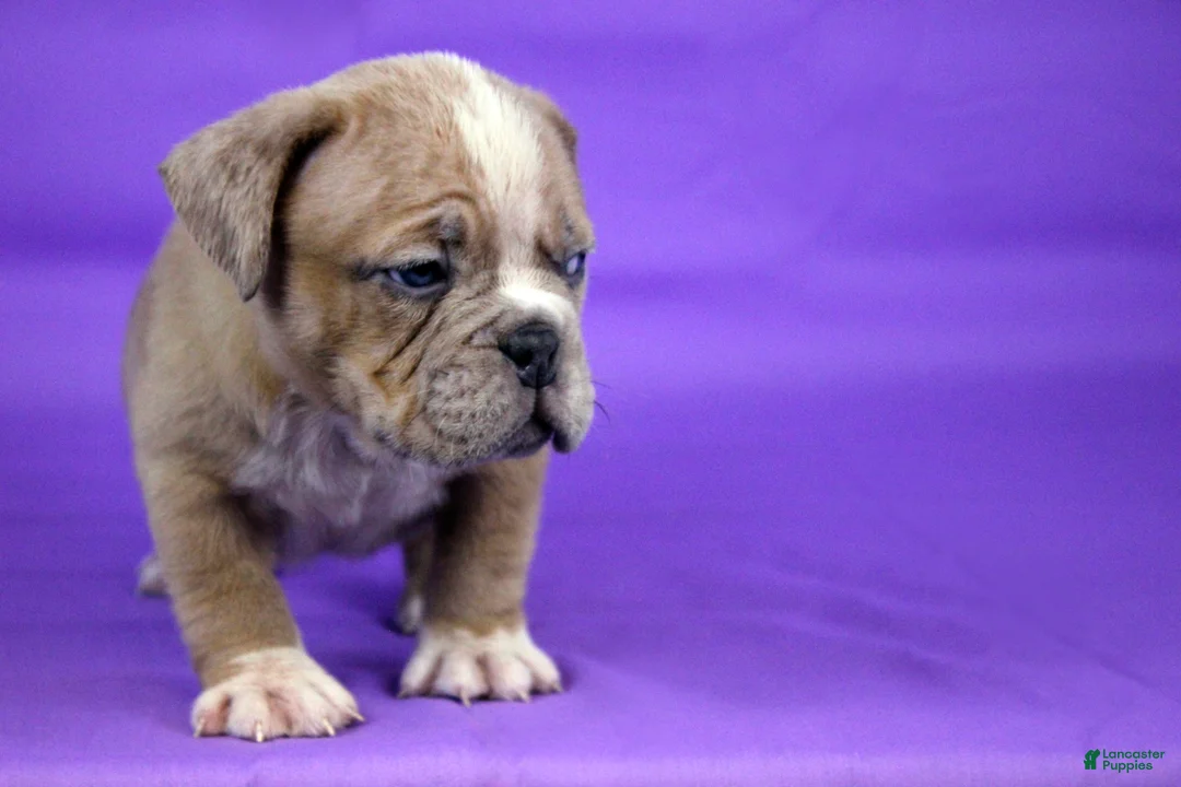 American Bully dogs for sale: Fawn Merle Female - Ad 5