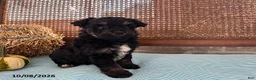 Mini Aussiedoodle dogs for sale: Dash - Ad 4