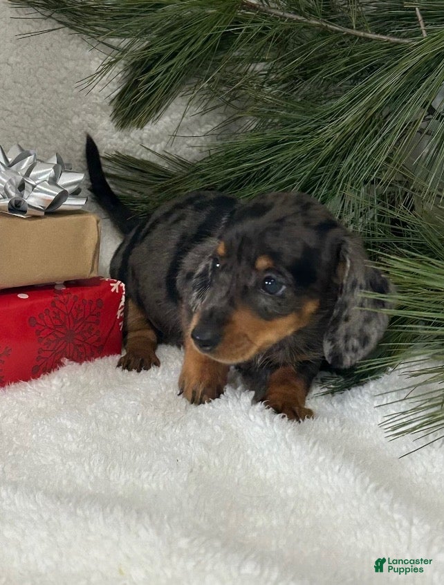 Miniature Dachshund dogs Bruce - Ad 14