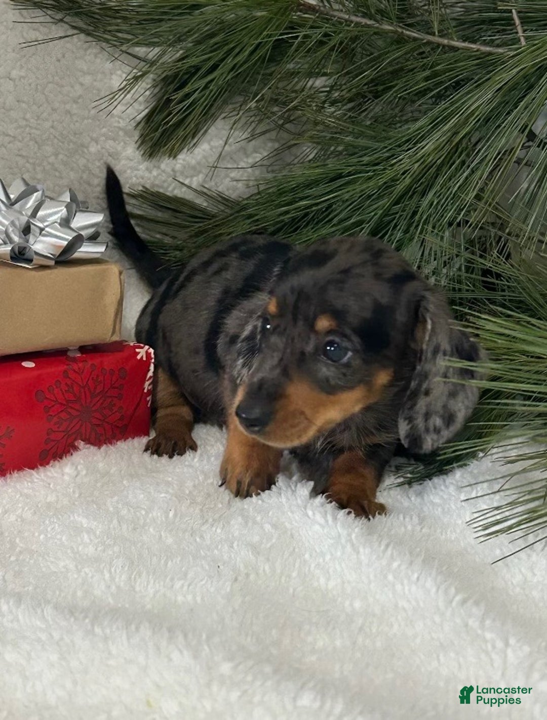 Miniature Dachshund dogs for sale: Bruce - Ad 1
