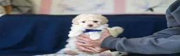 Toy Poodle dogs for sale: Biscuit - Ad 9