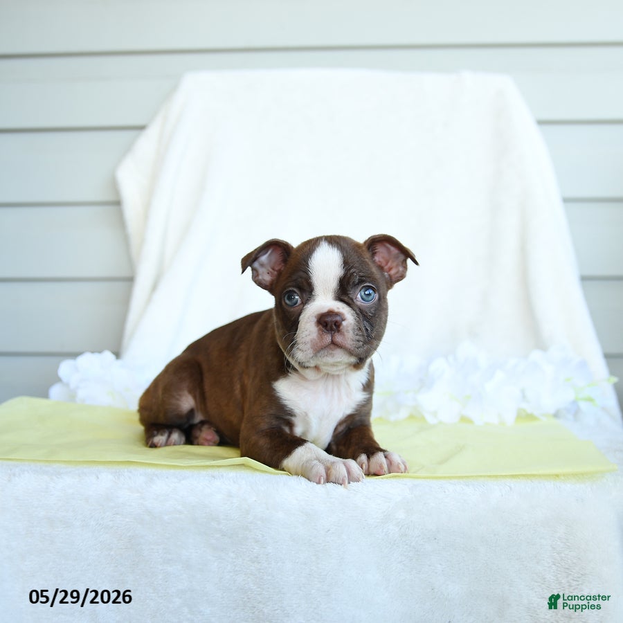 Boston Terrier dogs Norra - Ad 2