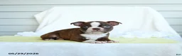 Boston Terrier dogs for sale: Norra - Ad 2