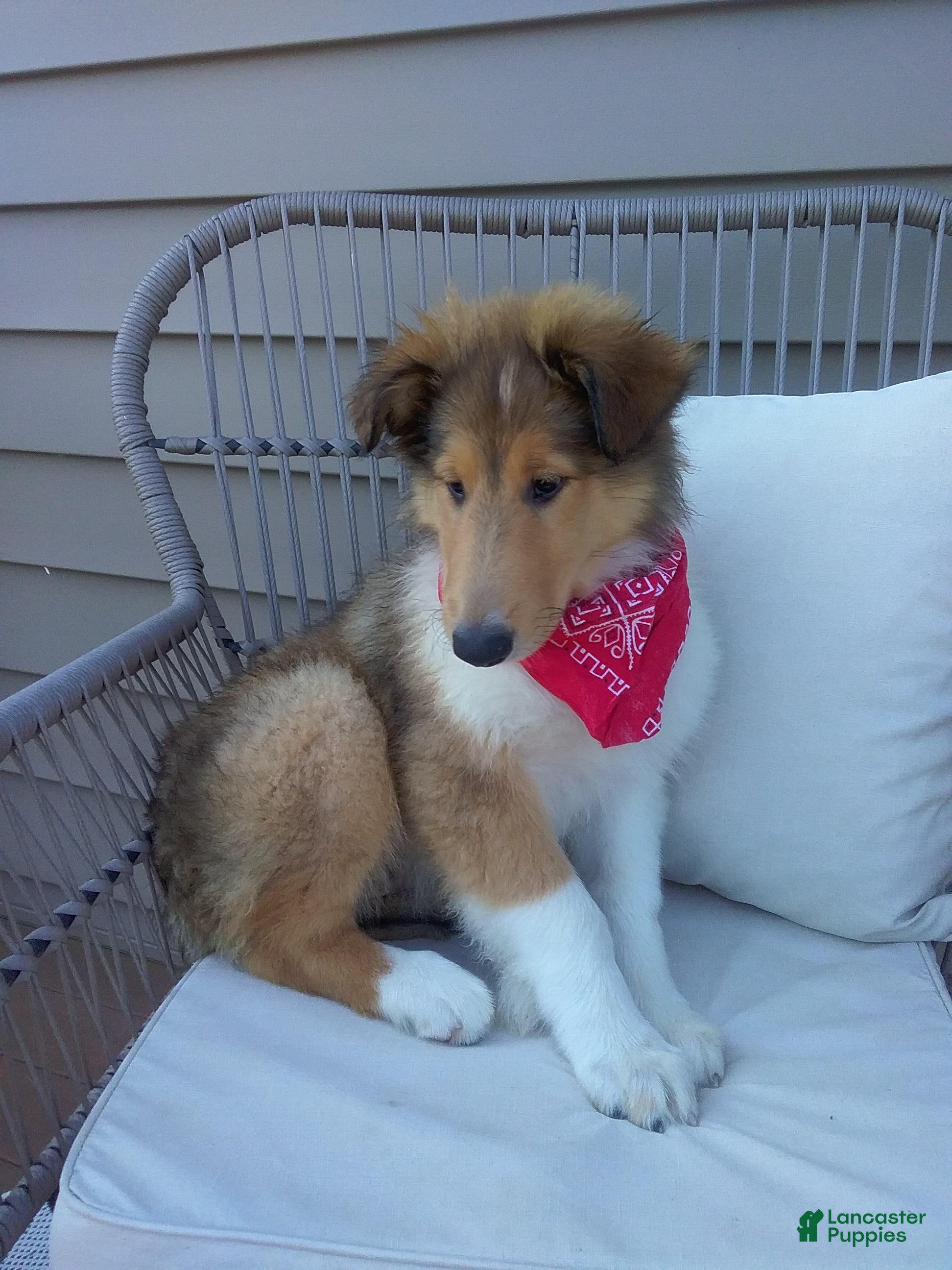 Collie dogs Milo - Ad 2