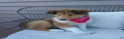 Collie dogs for sale: Milo - Ad 2