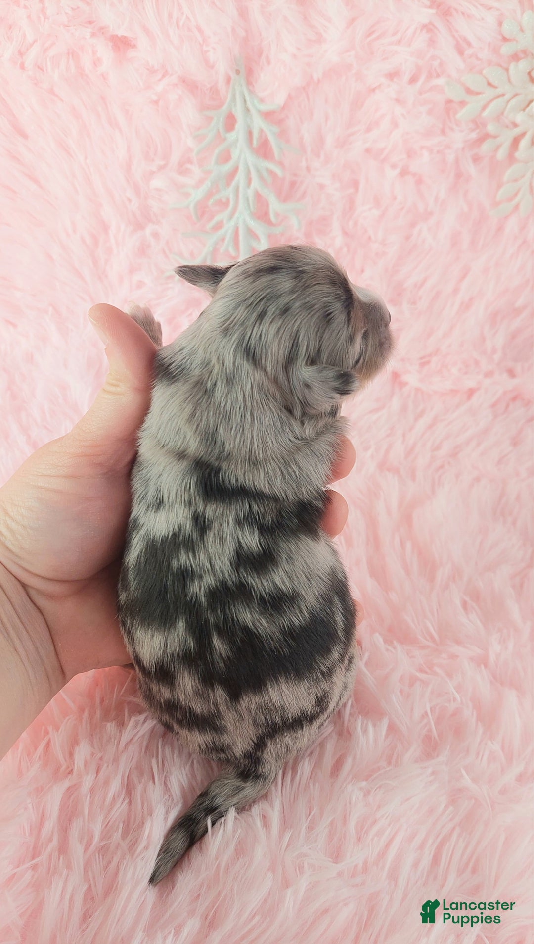 Chihuahua dogs for sale:  Priscilla - Ad 9