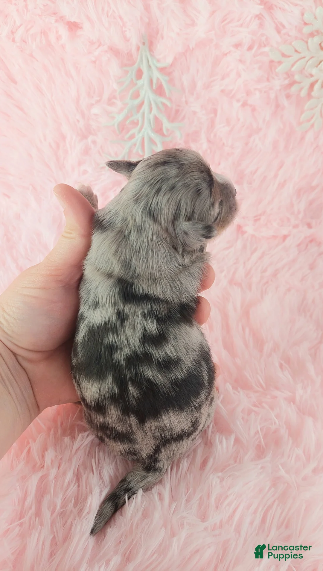 Chihuahua dogs for sale:  Priscilla - Ad 9