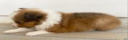 Shetland Sheepdog dogs for sale: Shervin  - Ad 7