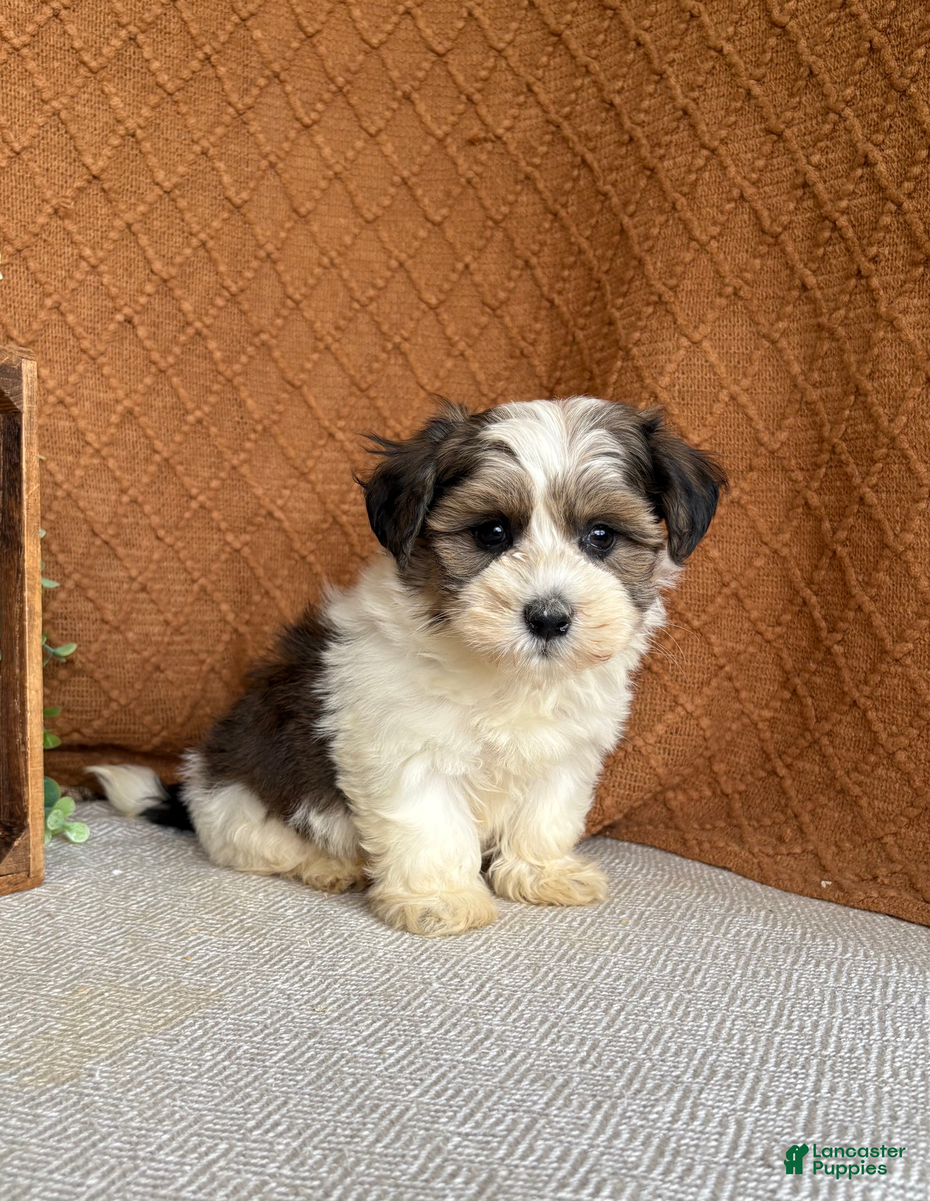 Havanese dogs Julia - Ad 2
