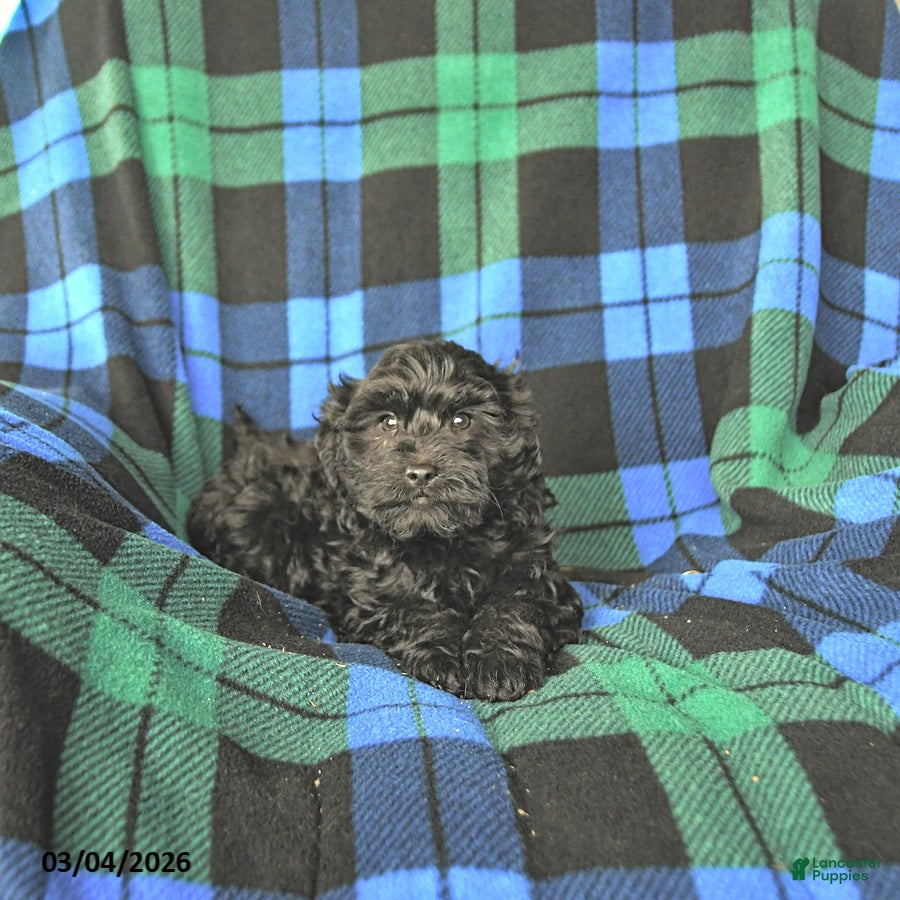 Mini Goldendoodle dogs Stella - Ad 2