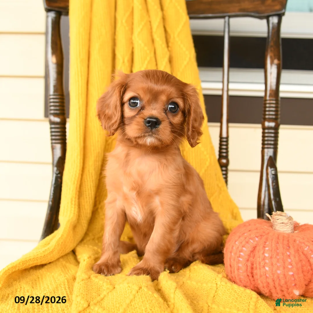 Cavalier King Charles Spaniel dogs for sale: Penny - Ad 1
