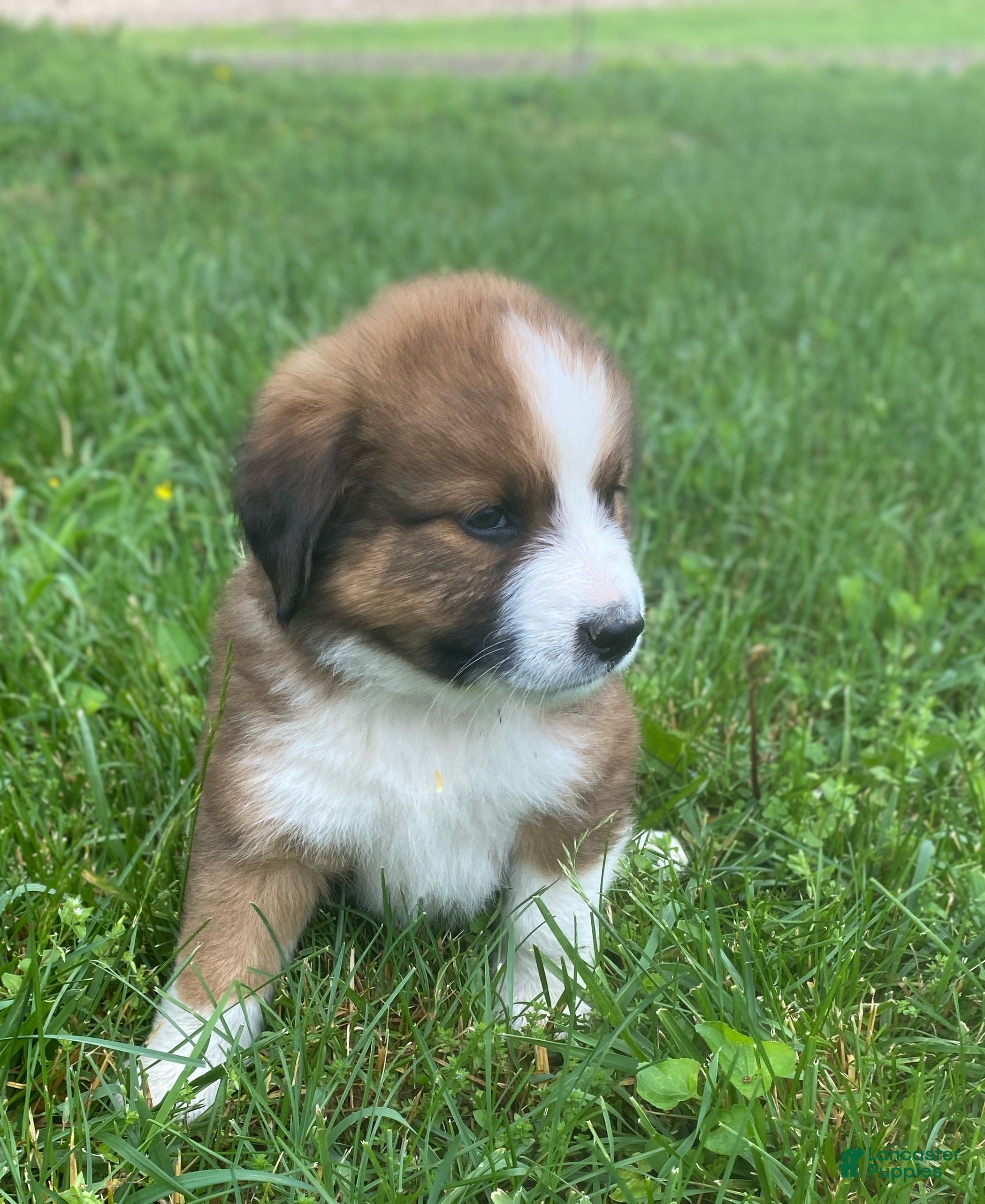 Mixed Breed dogs for sale: ♥️BABY BEAR♥️ - Ad 31