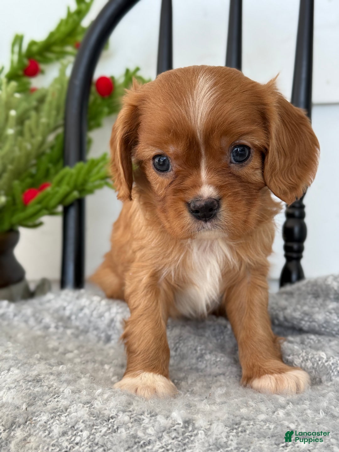 Cavalier King Charles Spaniel dogs for sale: Walden - Ad 1