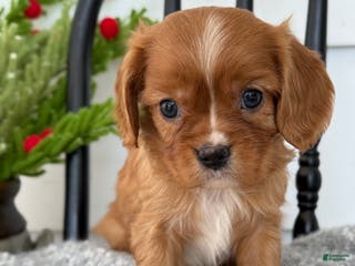 Cavalier King Charles Spaniel dogs Walden - Ad 17