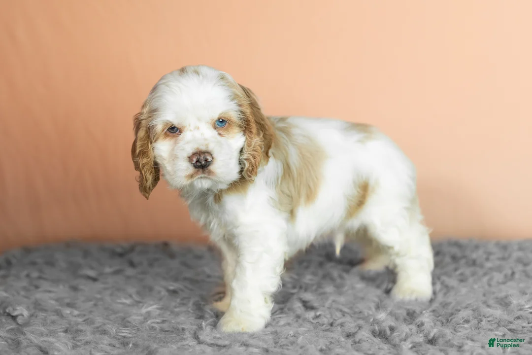 Cocker Spaniel dogs for sale: Bentley  - Ad 3