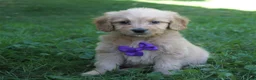 Mini Goldendoodle dogs for sale: Duke 💎 - Ad 4